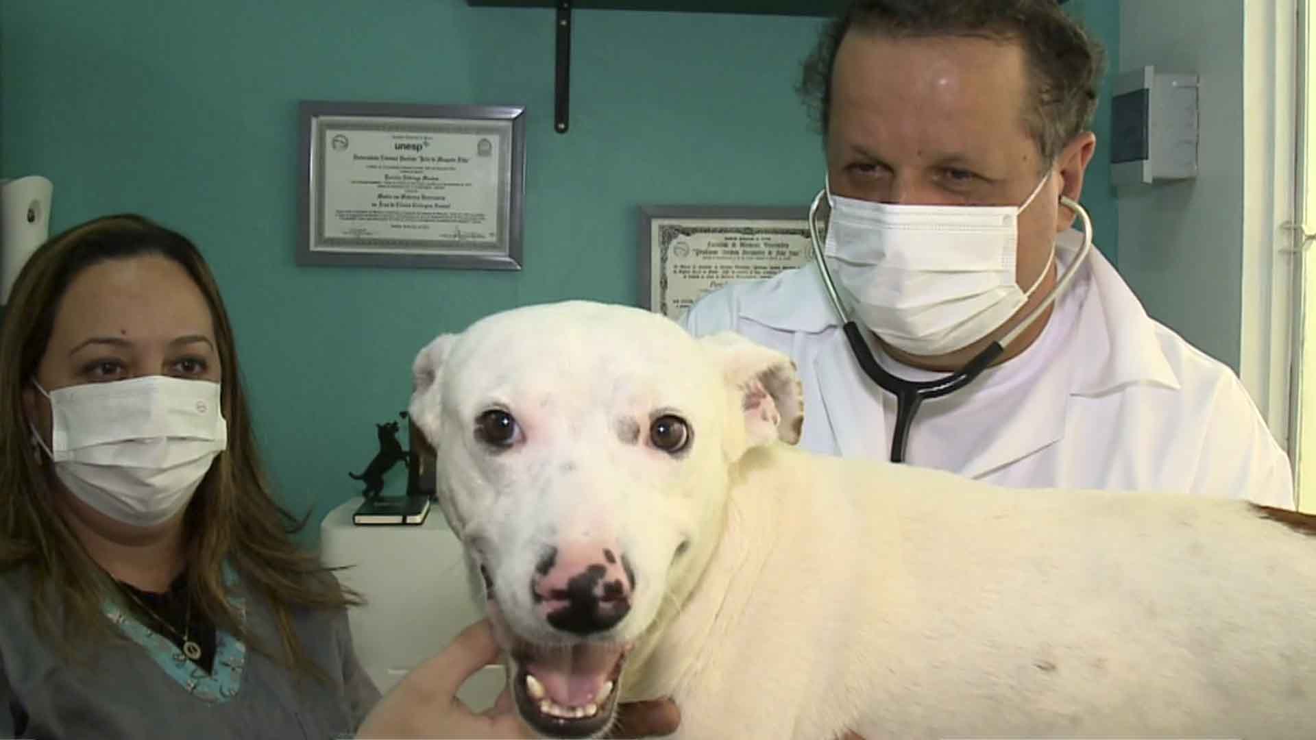 cachorro branco e veterinarios