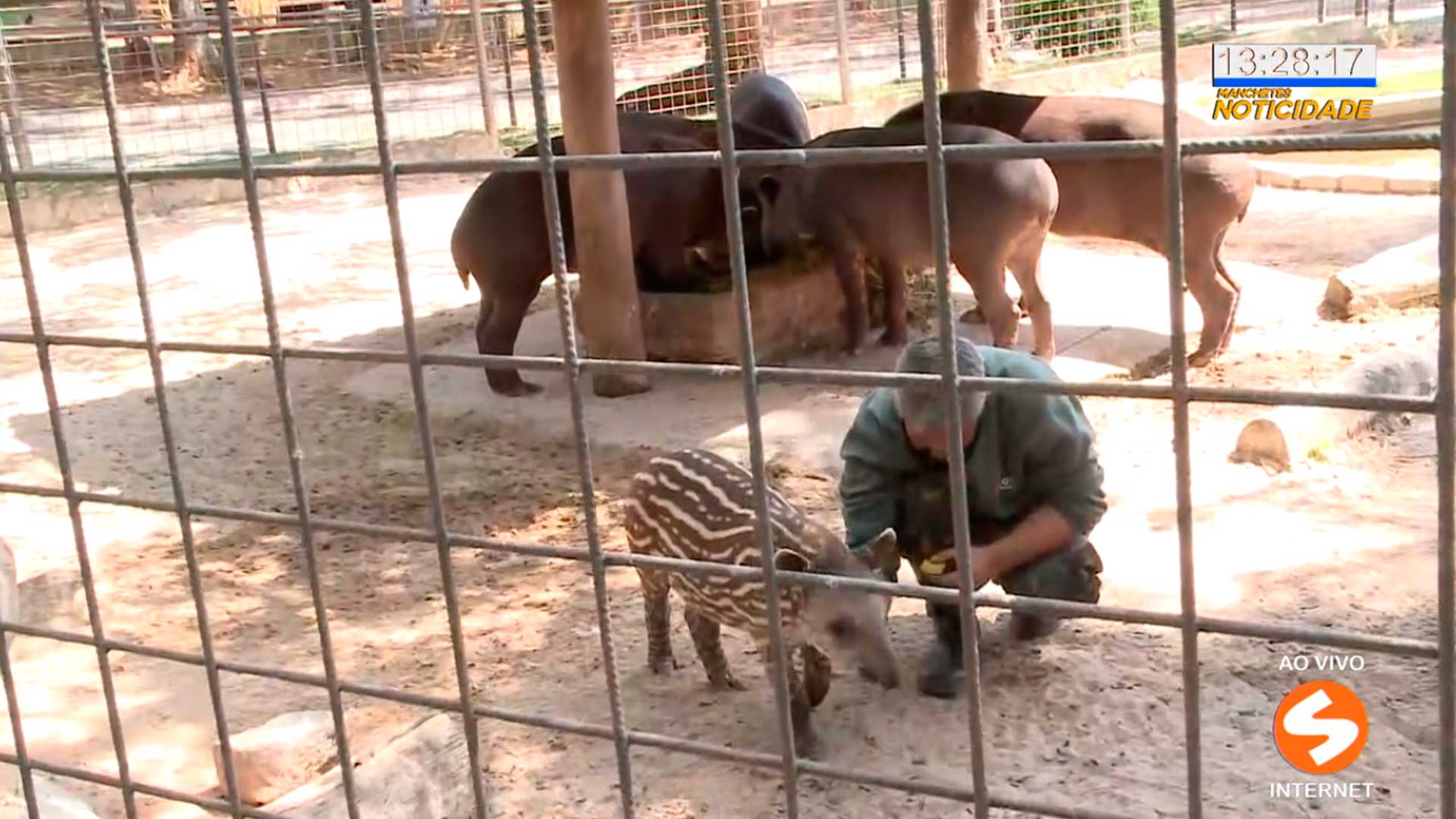 Zoológico de Sorocaba registra nascimento de filhote de sagui e de anta