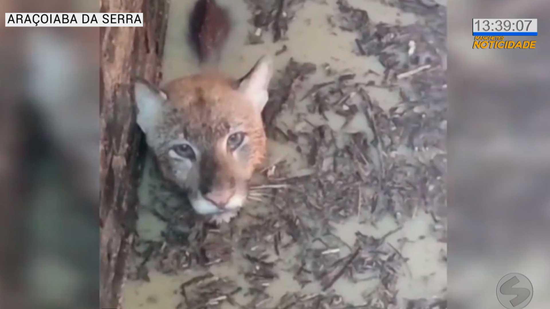 Onça que caiu em poço é levada para zoológico de Sorocaba