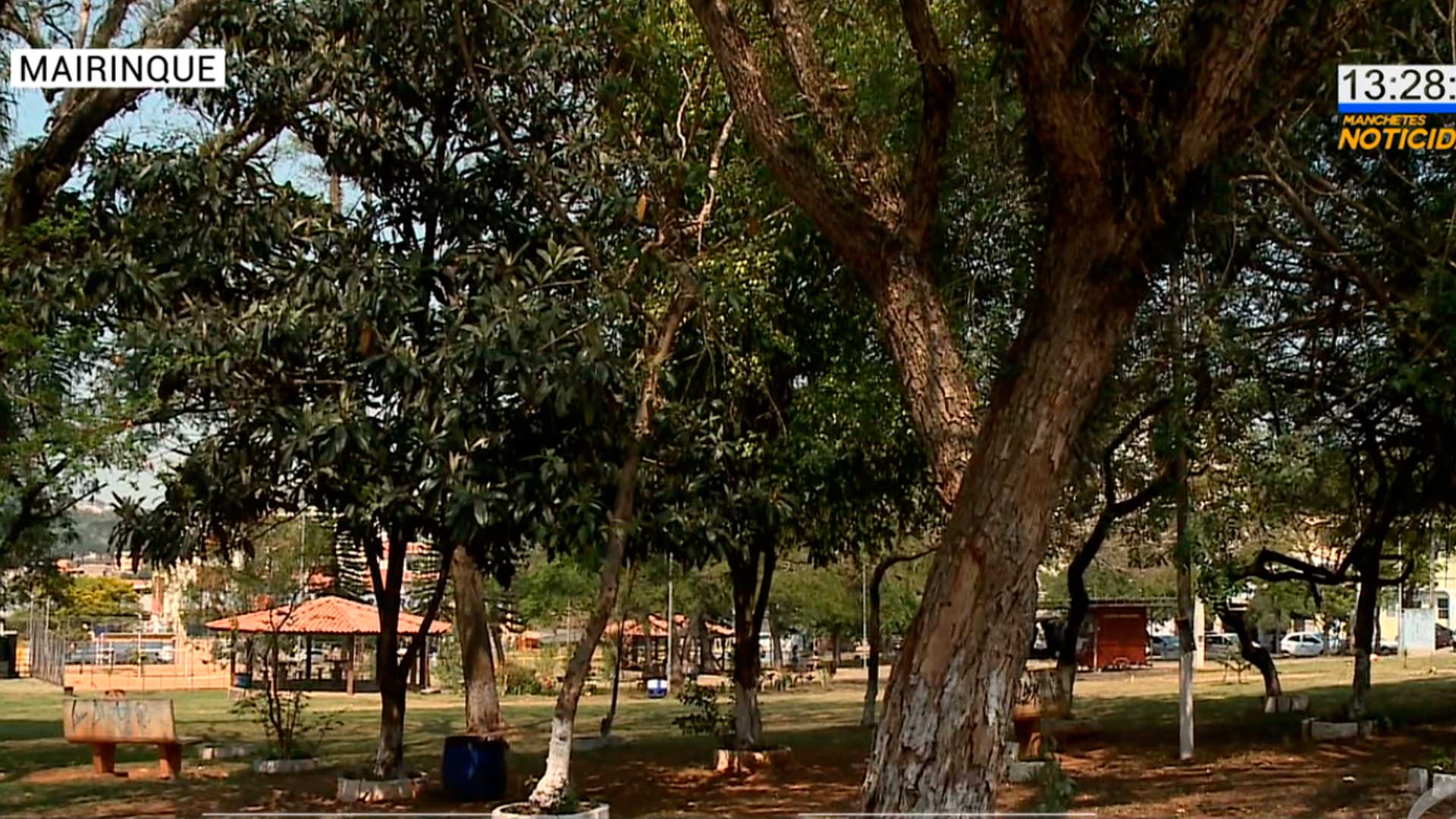 Ipês são plantados em Mairinque no Dia da Árvore