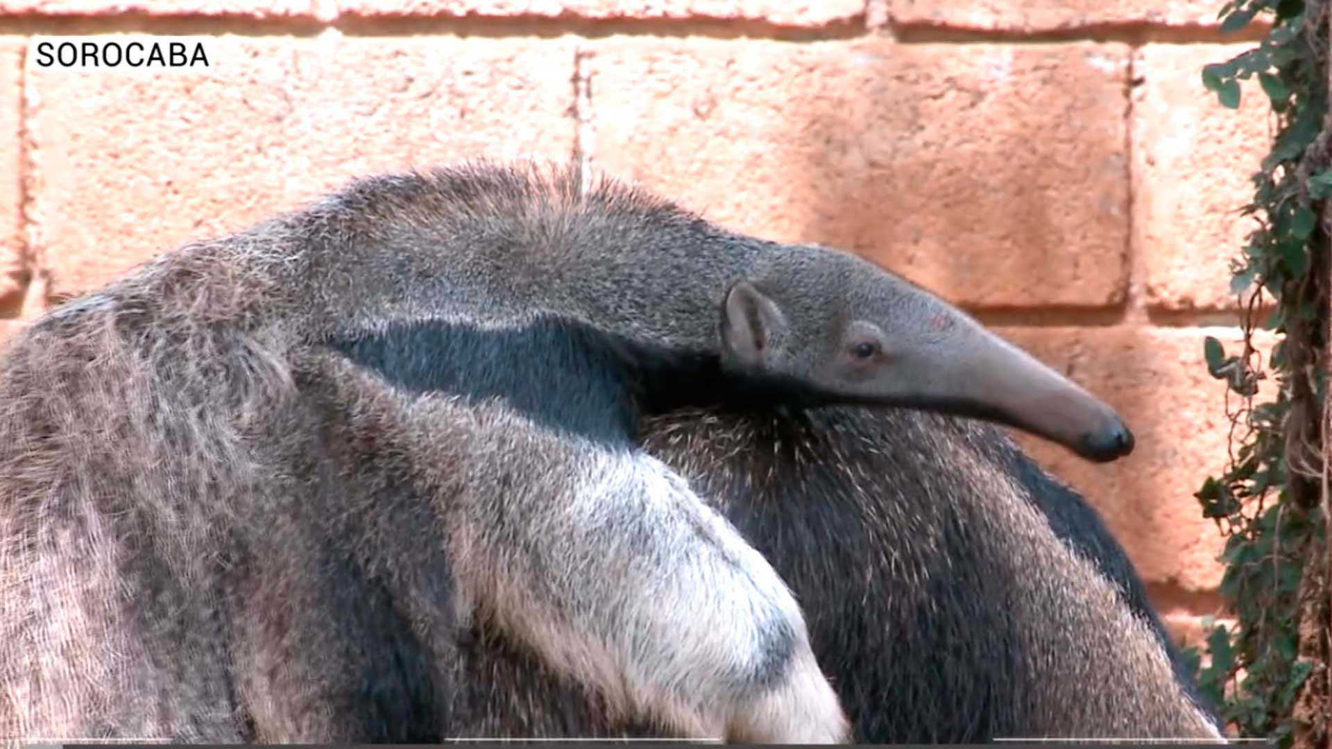 Filhote de tamanduá-bandeira completa 4 meses no zoológico de Sorocaba