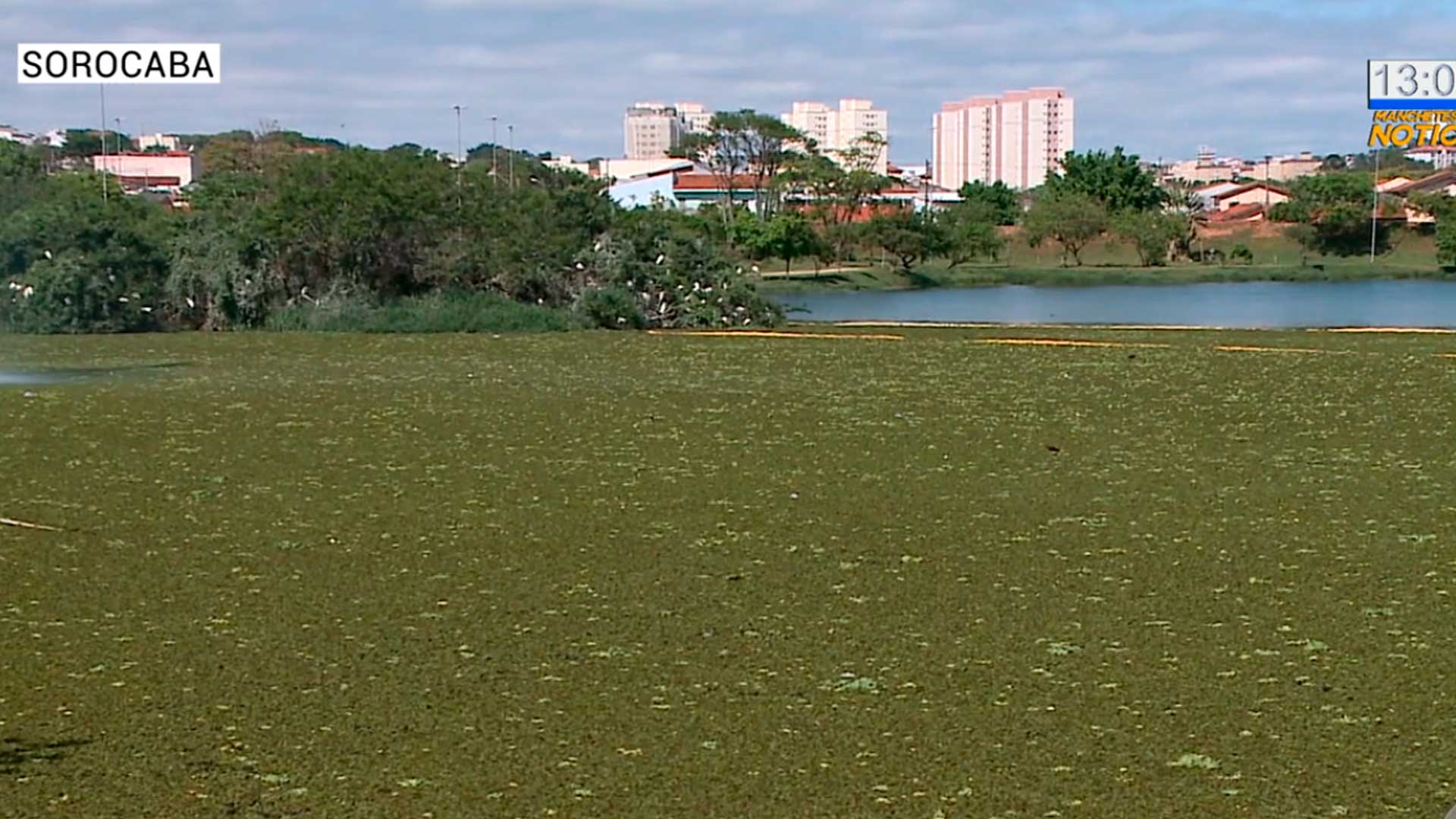 Plantas aquáticas cobrem lago do Parque das Águas