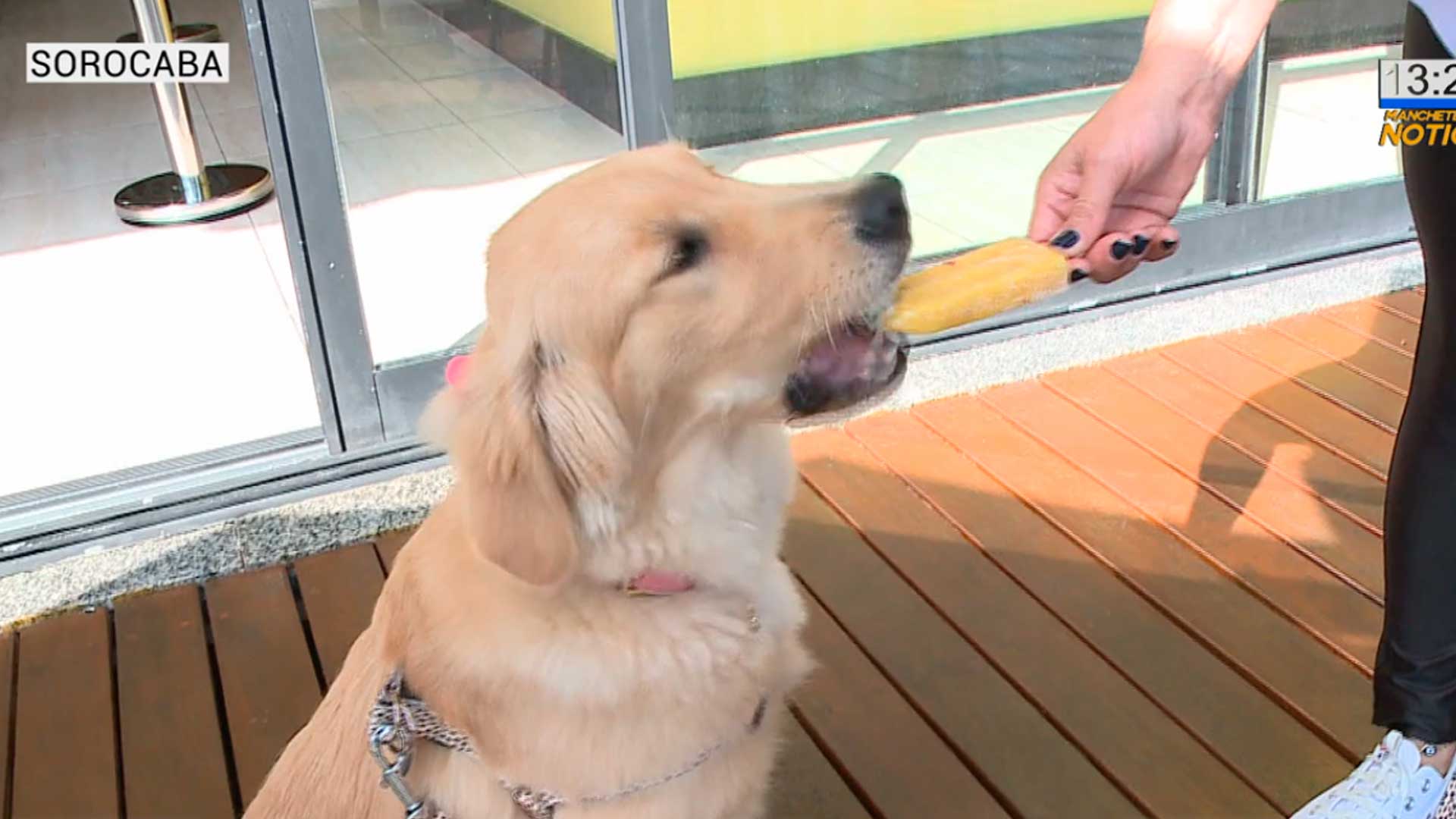 Sorveteria faz picolés especiais para cachorros