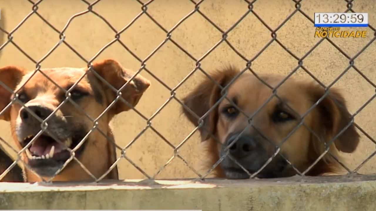 Dezembro verde: mês de conscientização sobre o abandono de animais