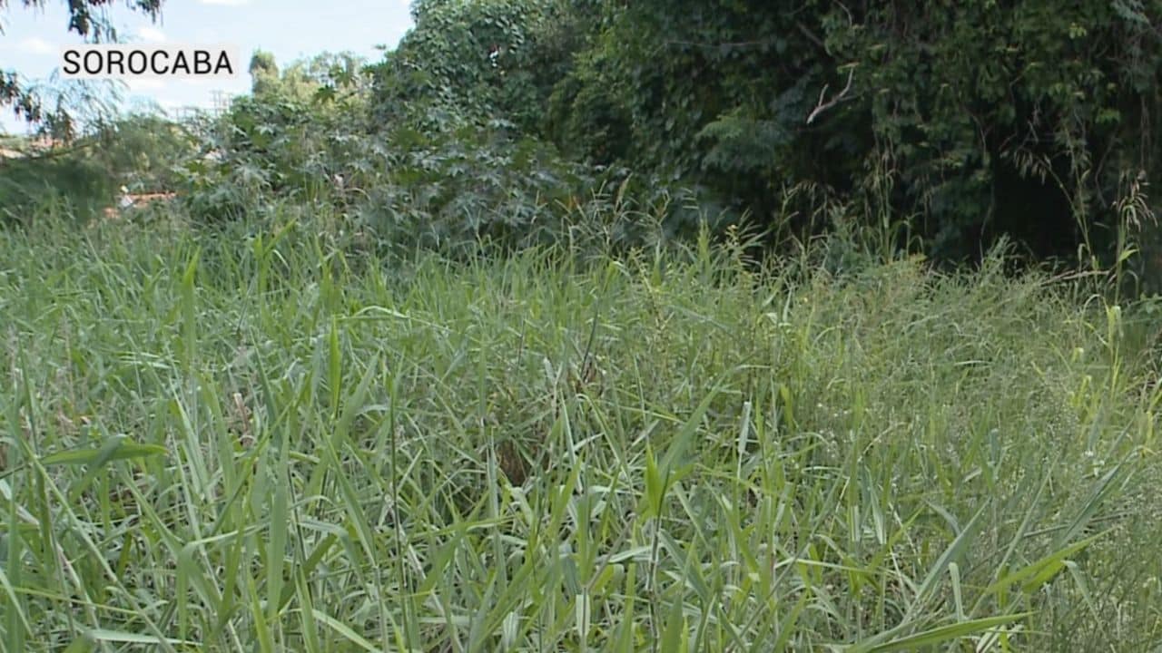 Moradores da Vila Fiori, em Sorocaba, reclamam de mato alto