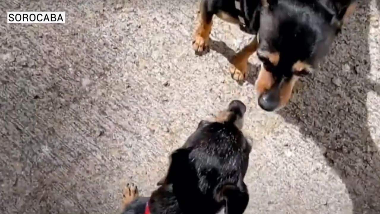 Pets precisam de cuidados especiais no verão