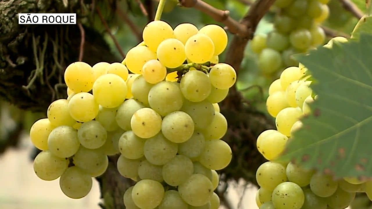 São Roque resgata tradição da pisa da uva
