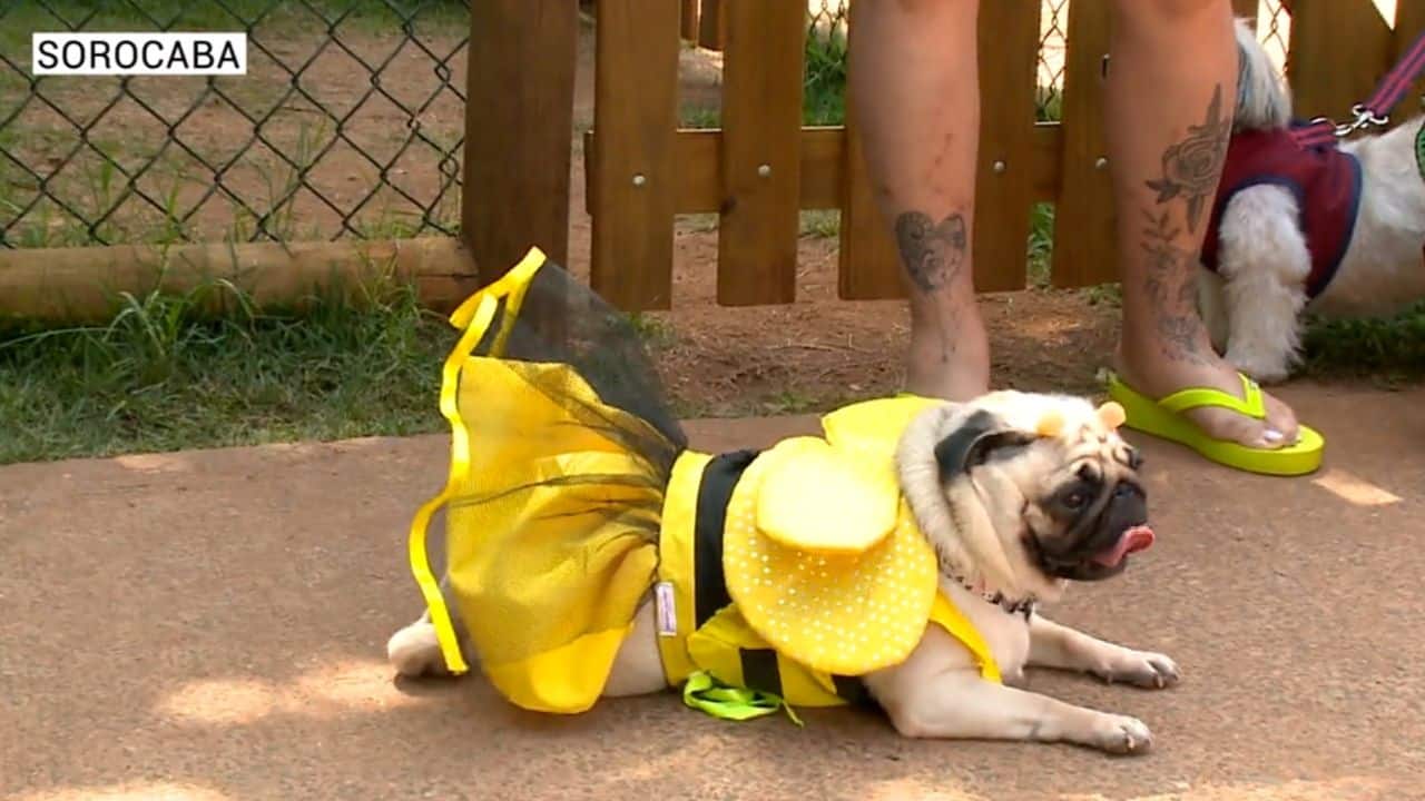 Pets têm Carnaval no Campolim em Sorocaba