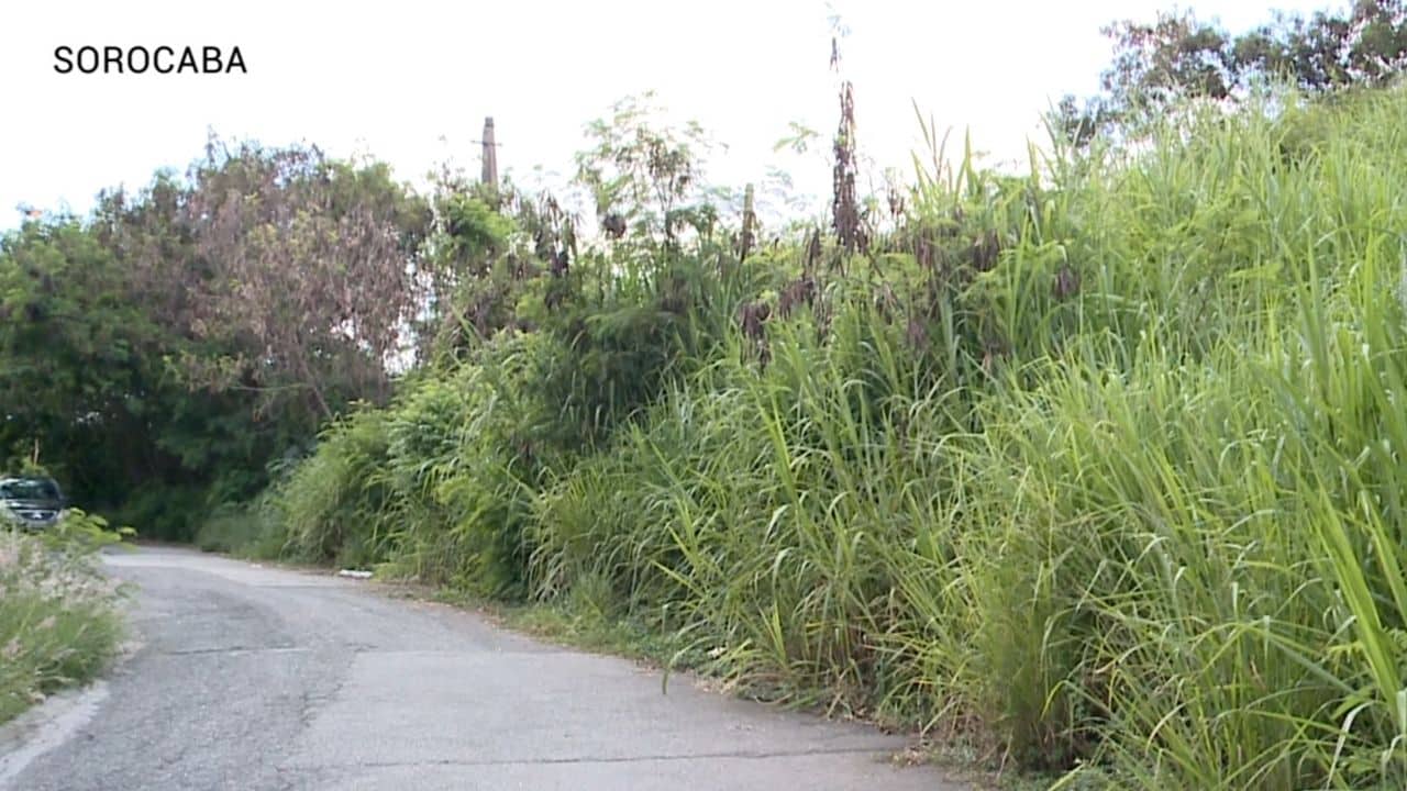 Mato alto na Vila São João em Sorocaba