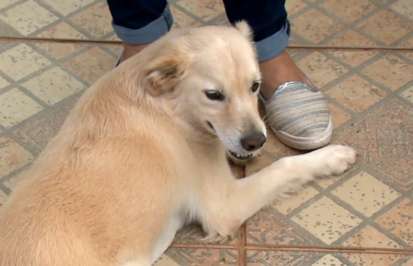 Saiba o que fazer antes de adotar um pet