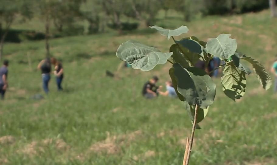 300 mudas de árvores são plantadas às margens do rio Sorocaba