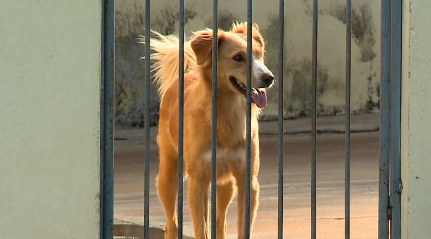 Itapetininga cria lei para punir quem atropela um animal e não presta socorro