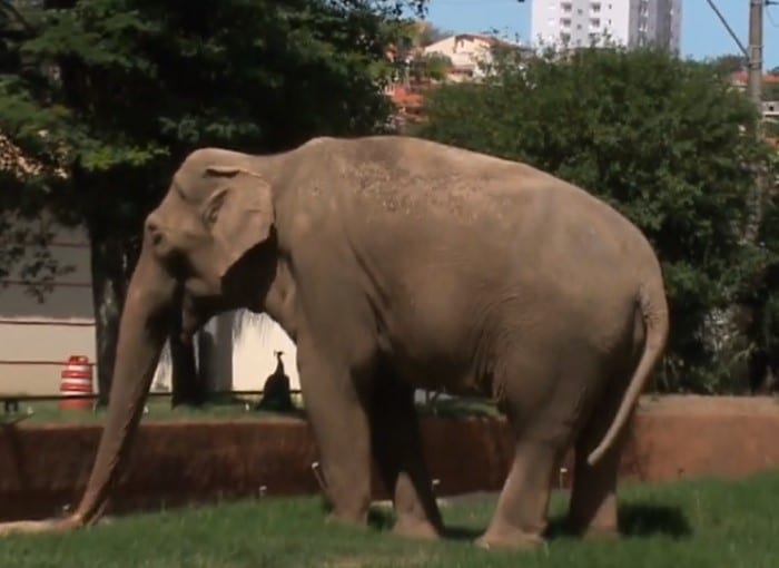 Justiça decide nesta tarde futuro do elefante Sandro em Sorocaba