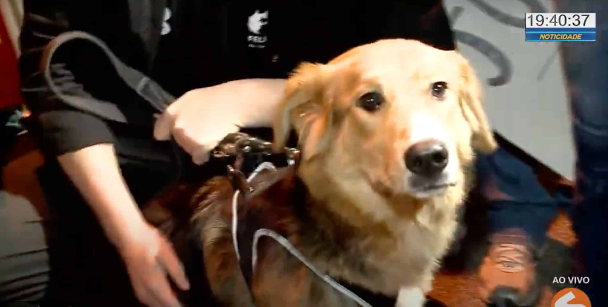Cachorra Moana é resgatada após três horas de negociações em Sorocaba