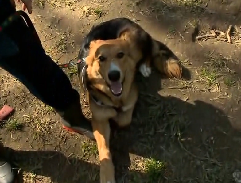 Cachorra Moana recebe cuidados em abrigo