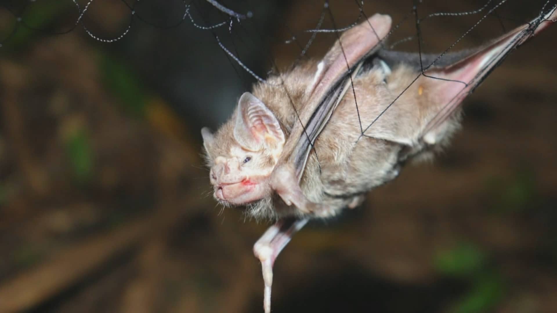Após caso de raiva em morcego, moradores de Jundiaí recebem orientações