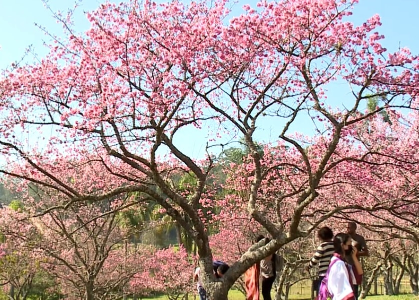 Festival das Cerejeiras em São Roque chega à 25ª edição