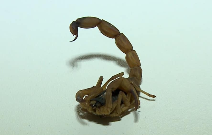 Em caso de picada de escorpião, crianças até 10 anos devem receber soro no Conjunto Hosputalar de Sorocaba