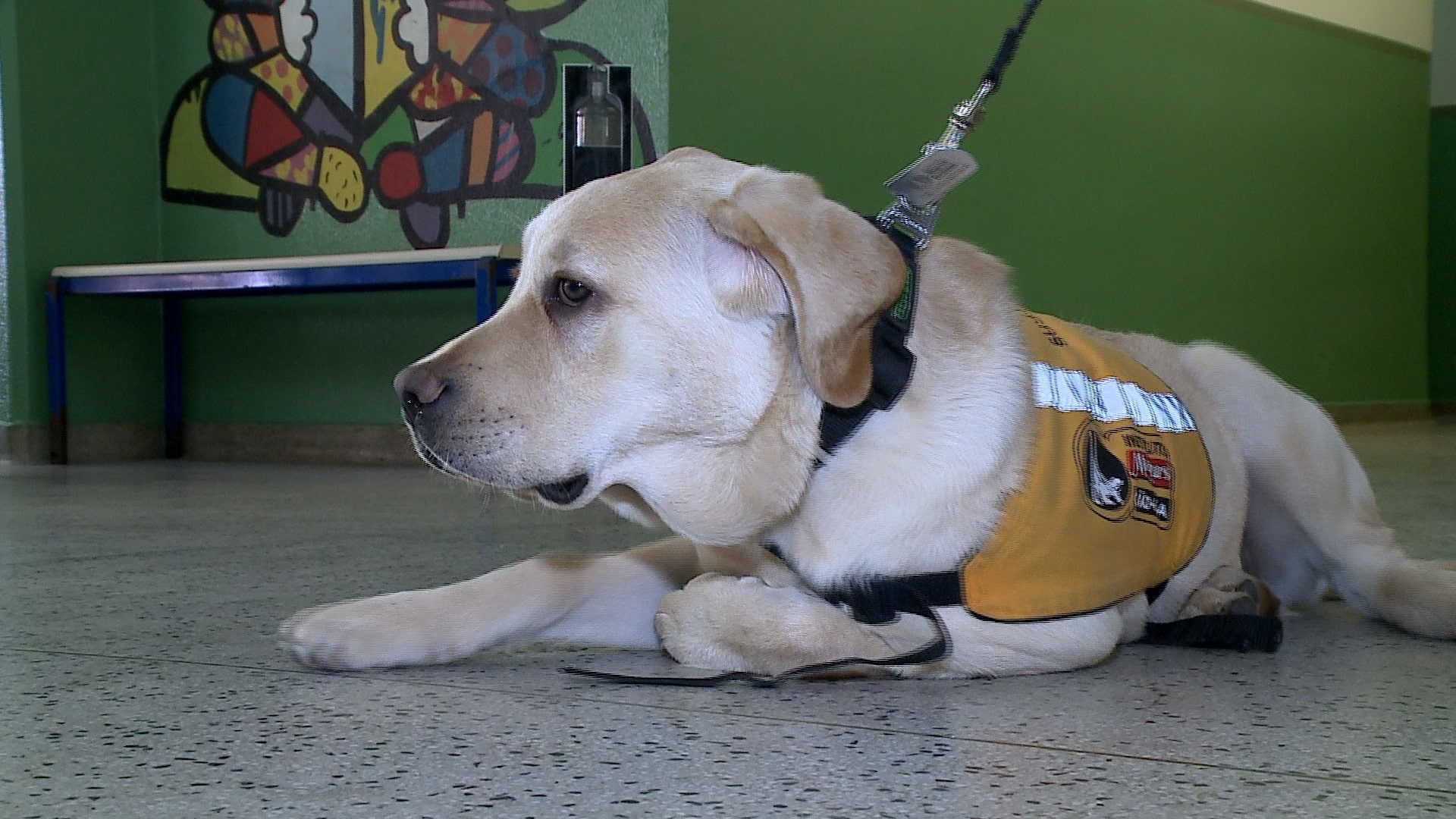 Cachorro em treinamento para cão-guia vai com diretora para escola de Sorocaba