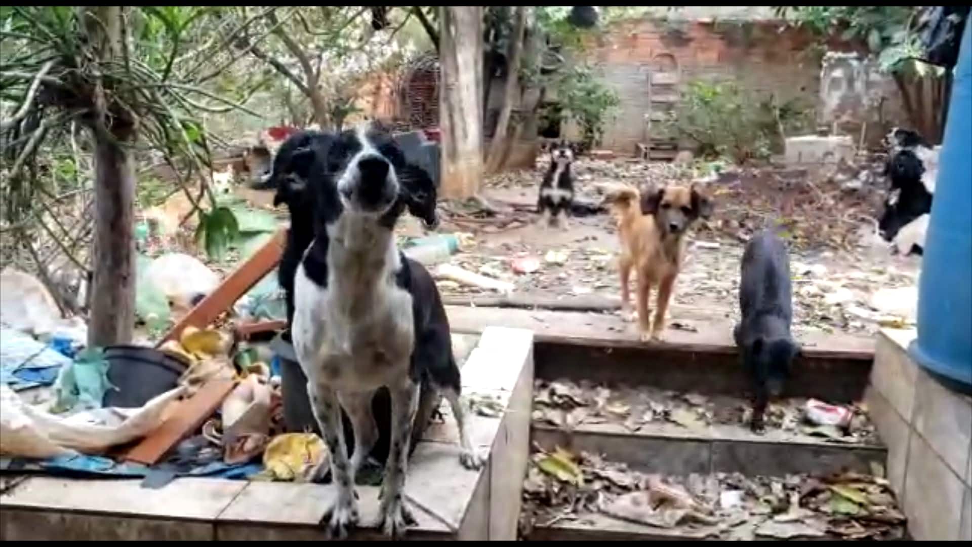 Polícia investiga crime de maus tratos contra animais em Boituva