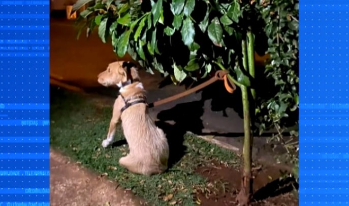 Advogado resgata cachorro abandonado por mulher em Sorocaba