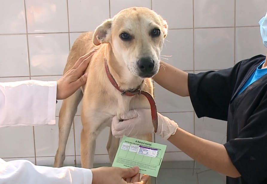 Vacinação contra a raiva em cães e gatos ajuda a prevenir a doença