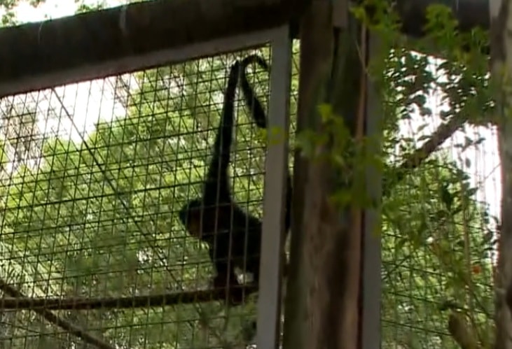 Zoológico de Sorocaba completa 54 anos com convidados e presentes para os animais