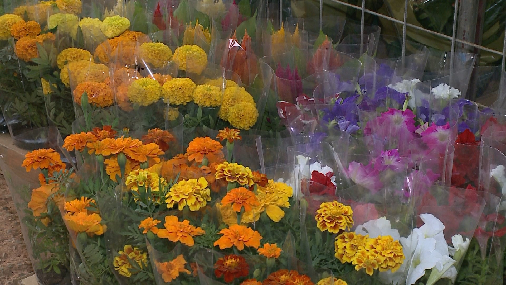 Dia de Finados aquece vendas de flores em Sorocaba
