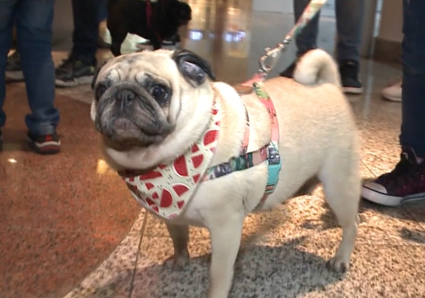 Encontro de cães da raça Pug movimenta shopping de Sorocaba