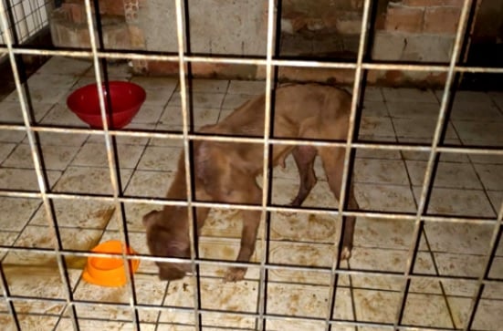 Pitbulls são encontrados com sinais de maus-tratos em Sorocaba