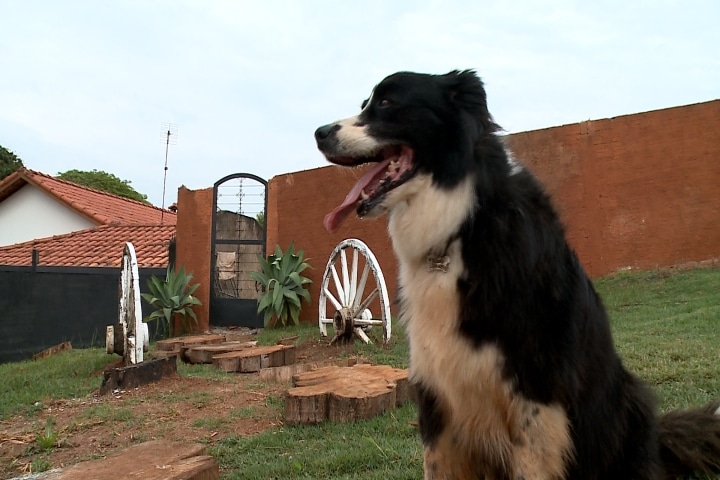 Animais são treinados para atuar em filmes e comerciais