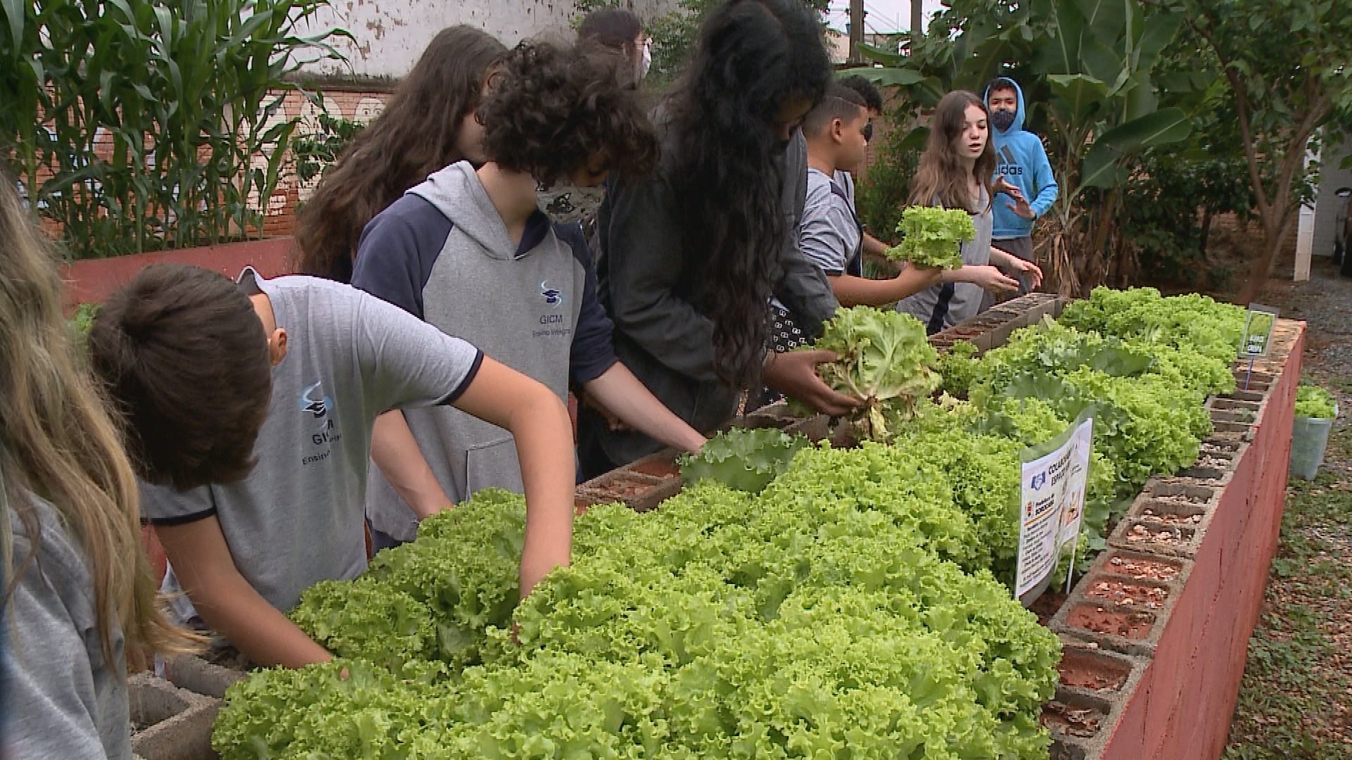 Estudantes de escola de Sorocaba cuidam de horta que fornece alimentos da merenda