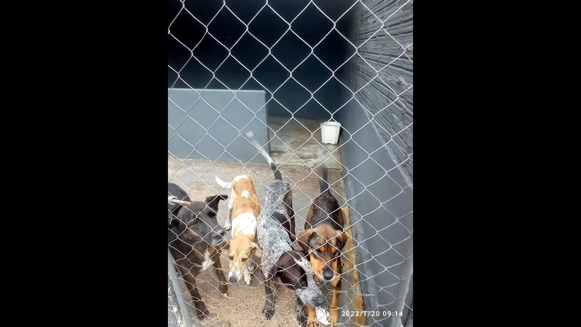 Corpos de animais são encontrados em canil de Itapeva