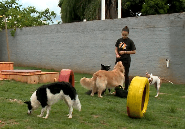 Hospedagens são opções para pets durante o carnaval