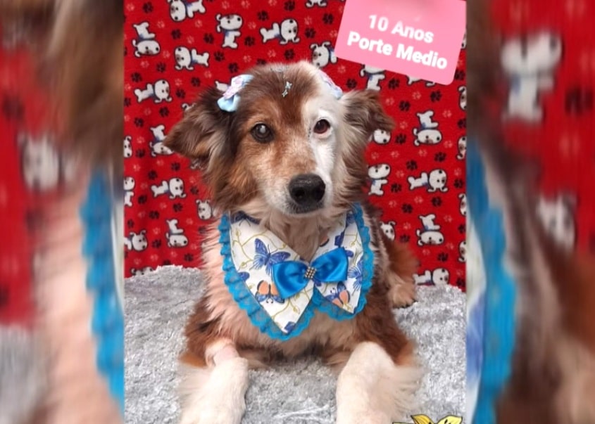 Idade de pets influencia pessoas na hora da adoção