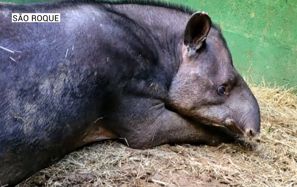 Anta morre infectada por raiva depois de ser resgatada