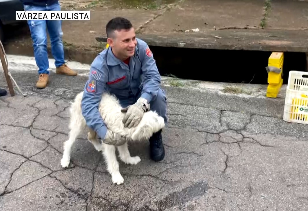 Cachorra é resgatada de dentro de bueiro