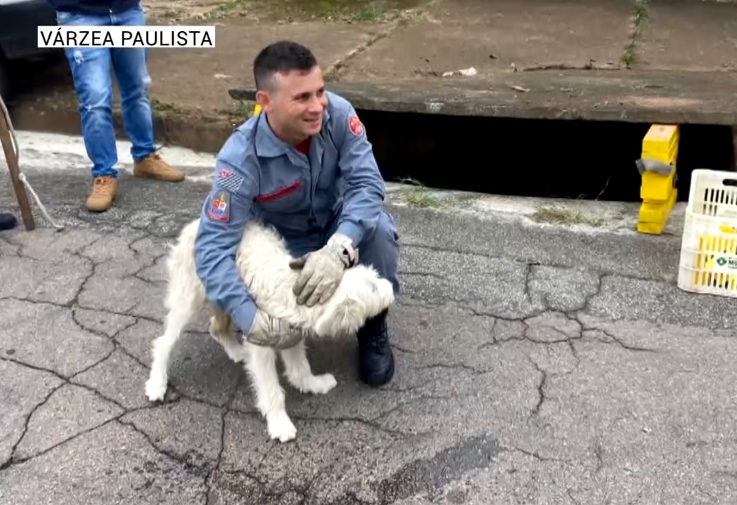 cachorra bueiro