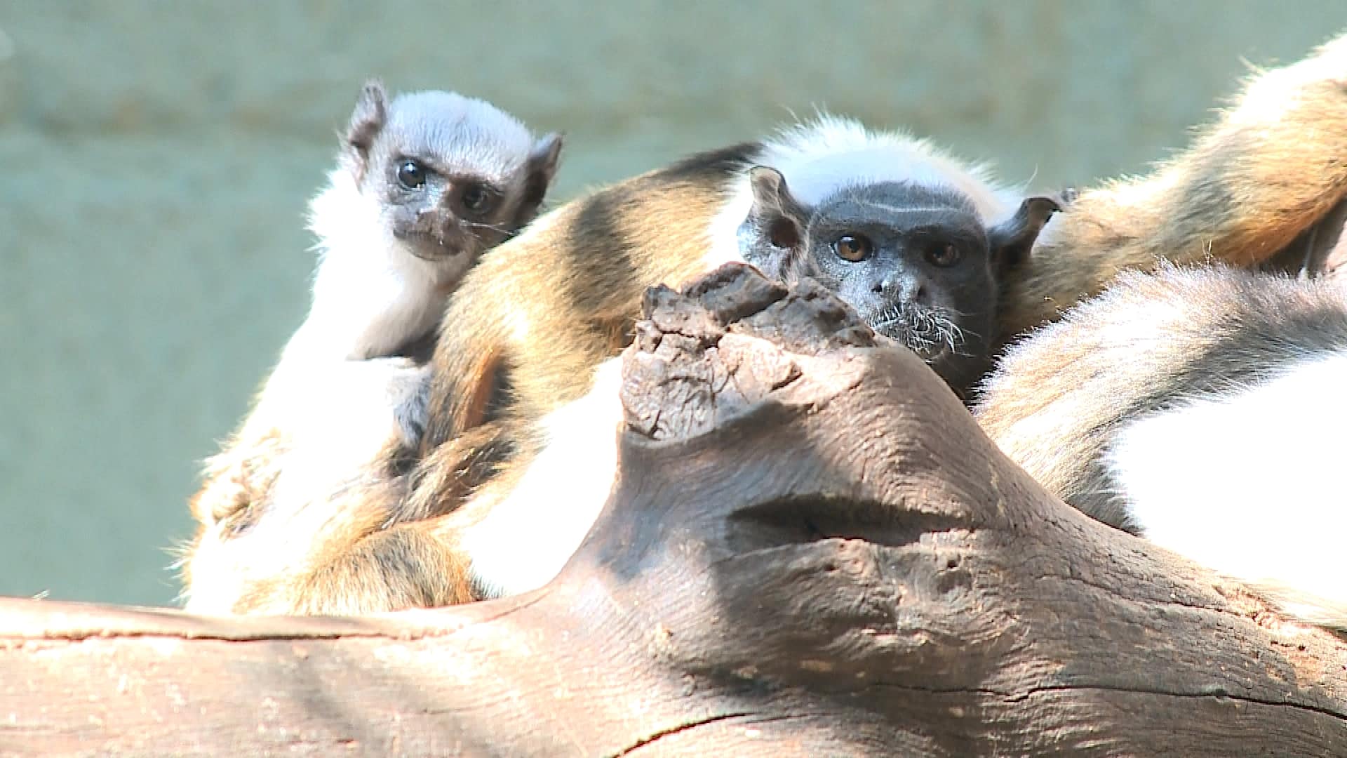 Filhotes de sauim-de-coleira nascem no zoológico da cidade