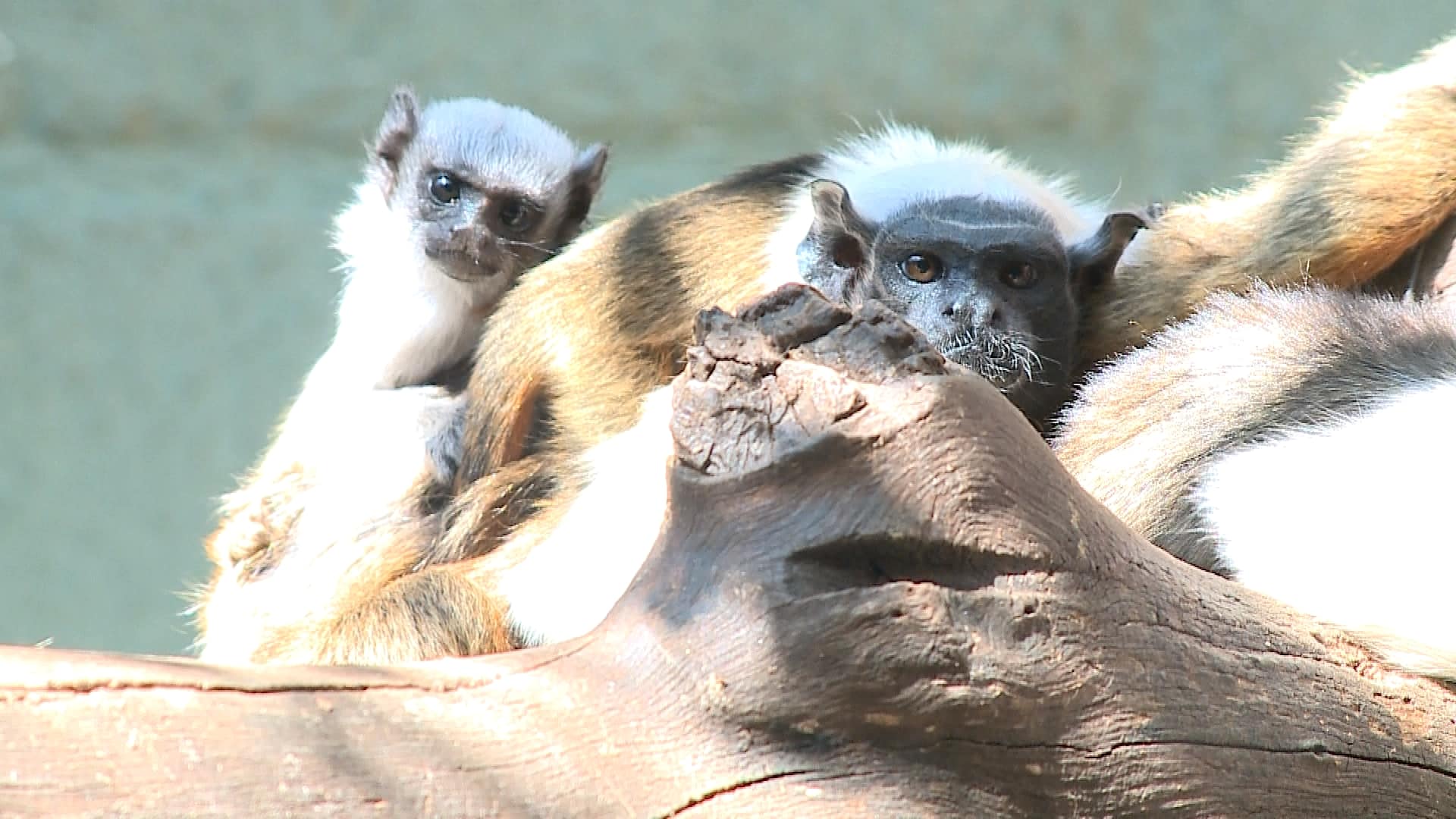 filhotes-de-sauim-de-coleira-nascem-no-zoologico-da-cidade