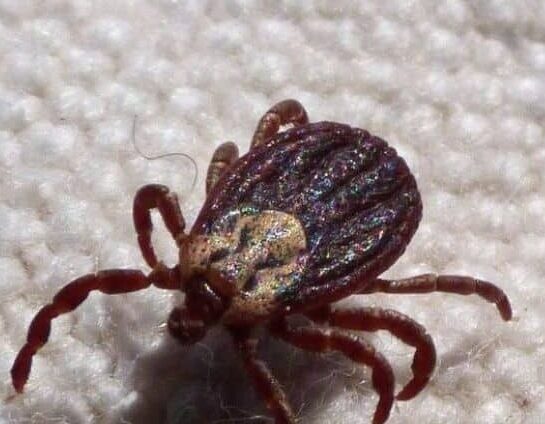 Homem de 28 anos é diagnosticado com febre maculosa em Itu