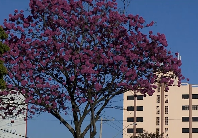 Começa época da florada dos Ipês