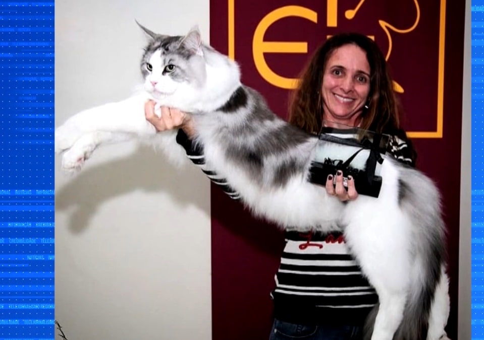 Conheça um pouco da raça Maine Coon, conhecido como gato gigante