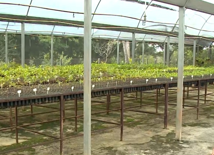 Viveiro de plantas ajuda a promover reflorestamento