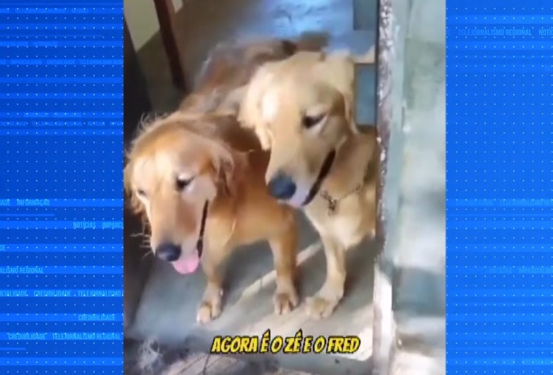 Vídeo de cães se acomodando em van repercute na internet