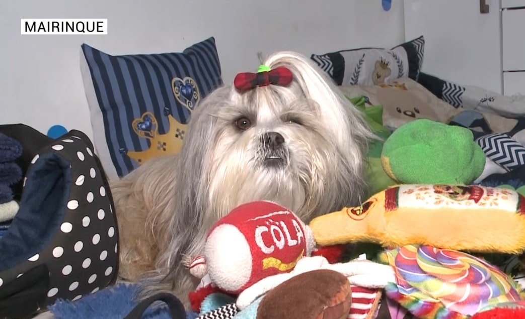 Cãozinho ajuda tutora a superar depressão profunda