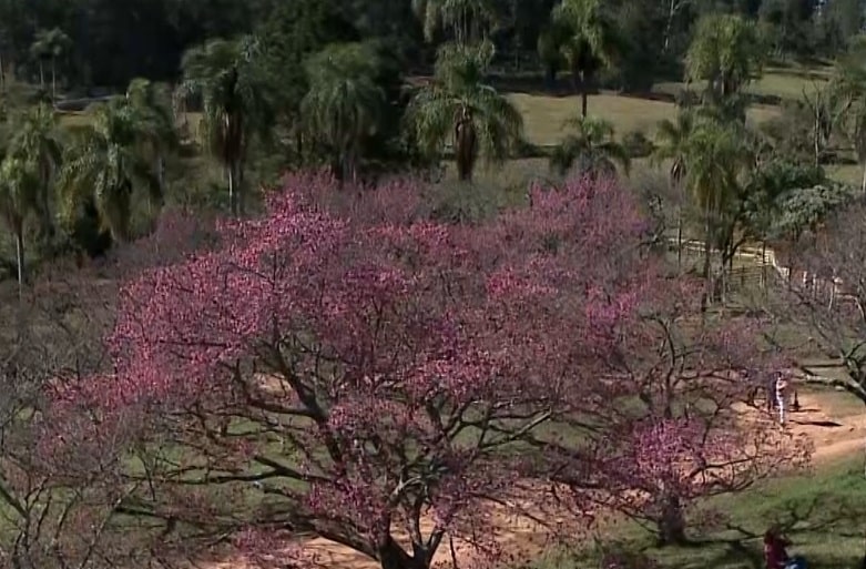 Festival das Cerejeiras em São Roque segue até domingo