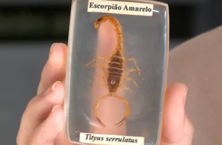 Sorocaba registra 95 casos com escorpião em 2023