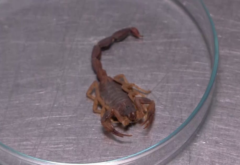 Prefeitura de Jundiaí realiza ação para combater escorpiões