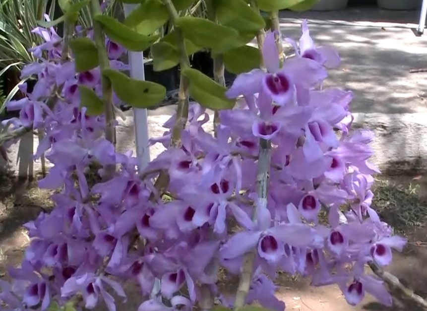 festa orquídeas